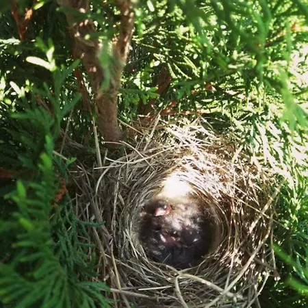 Na Jastrzebiej 別荘