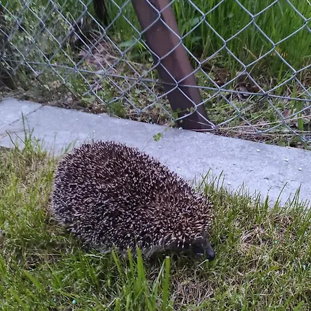 Na Jastrzebiej 別荘