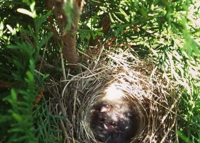 Na Jastrzebiej Ferienhaus