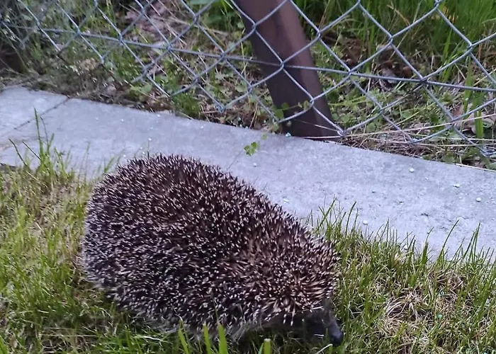 Na Jastrzebiej Ferienhaus